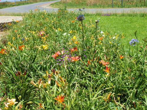 Flowers in bloom in Bergville.